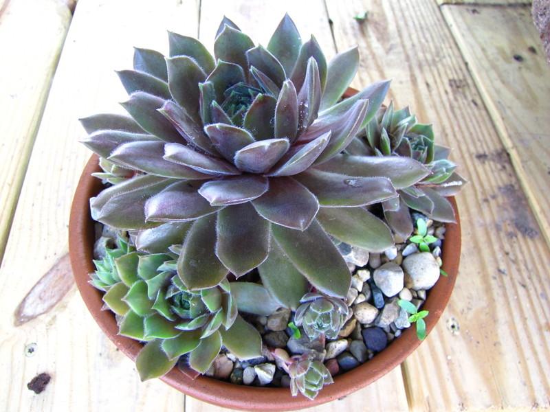 Photo of Hen and Chicks (Sempervivum 'Exorna') uploaded by colormyworld