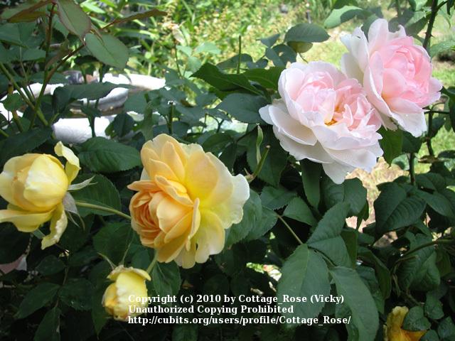 Photo of Rose (Rosa 'Molineux') uploaded by Cottage_Rose