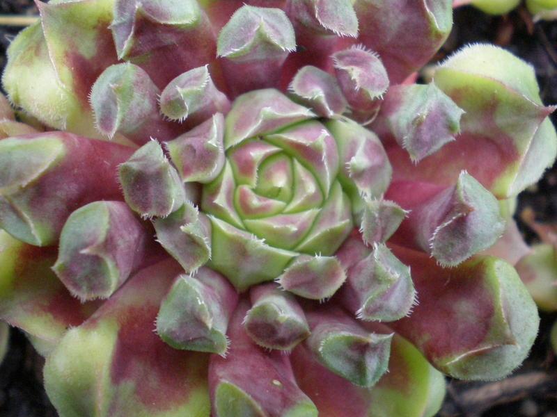 Photo of Hen and Chicks (Sempervivum 'Fame Monstrose') uploaded by twitcher