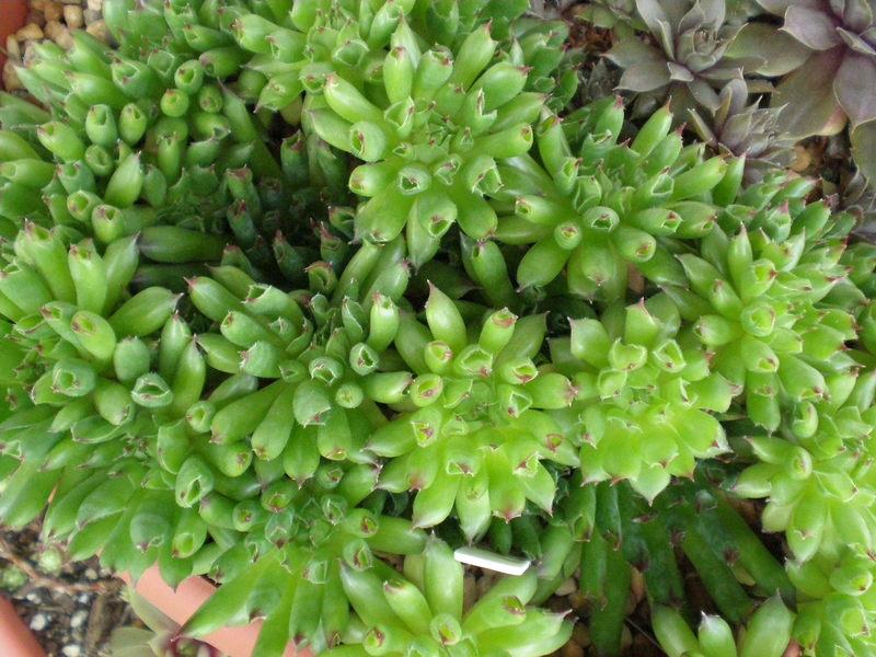 Photo of Hen and Chicks (Sempervivum 'Oddity') uploaded by twitcher