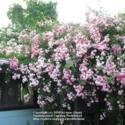 Stress-Free Rose Pruning