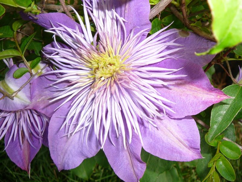 Photo of Clematis Crystal Fountain™ uploaded by Roses_R_Red