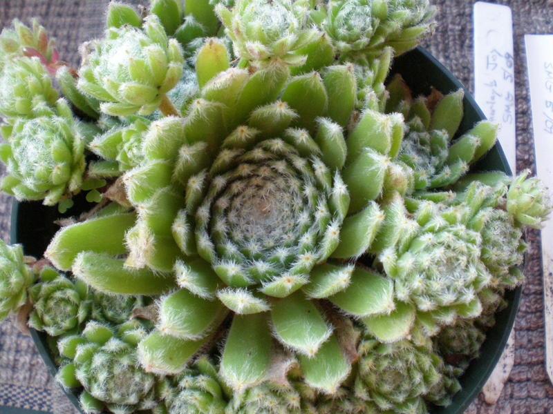 Photo of Hen and Chicks (Sempervivum 'Shirley's Joy') uploaded by twitcher