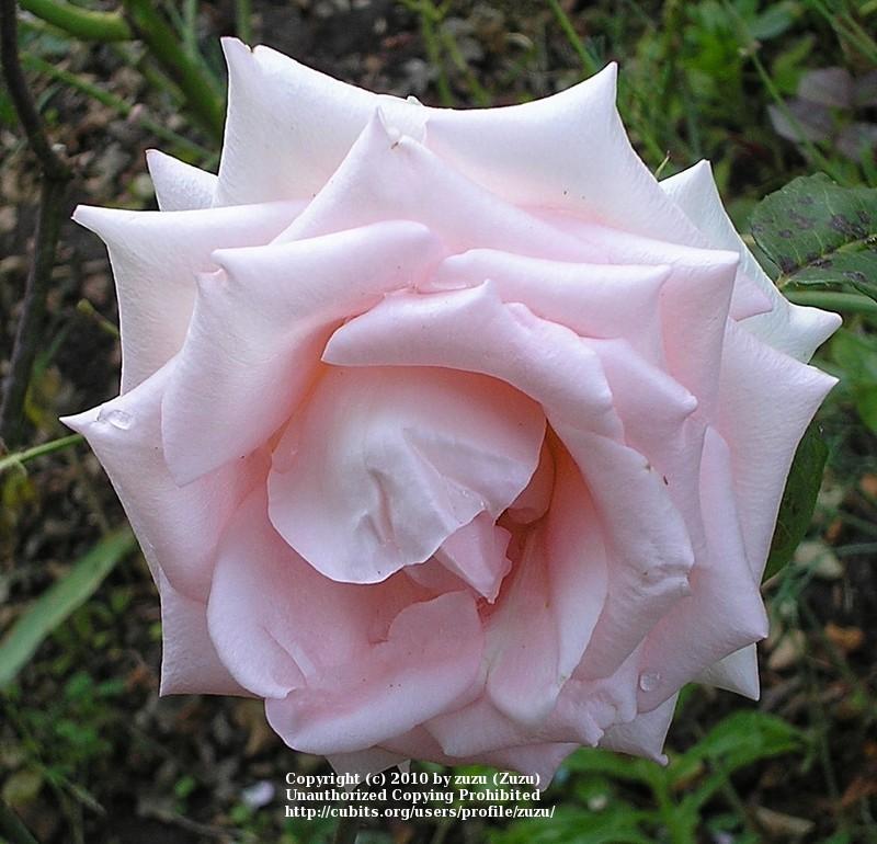 Photo of Rose (Rosa 'Belami') uploaded by zuzu