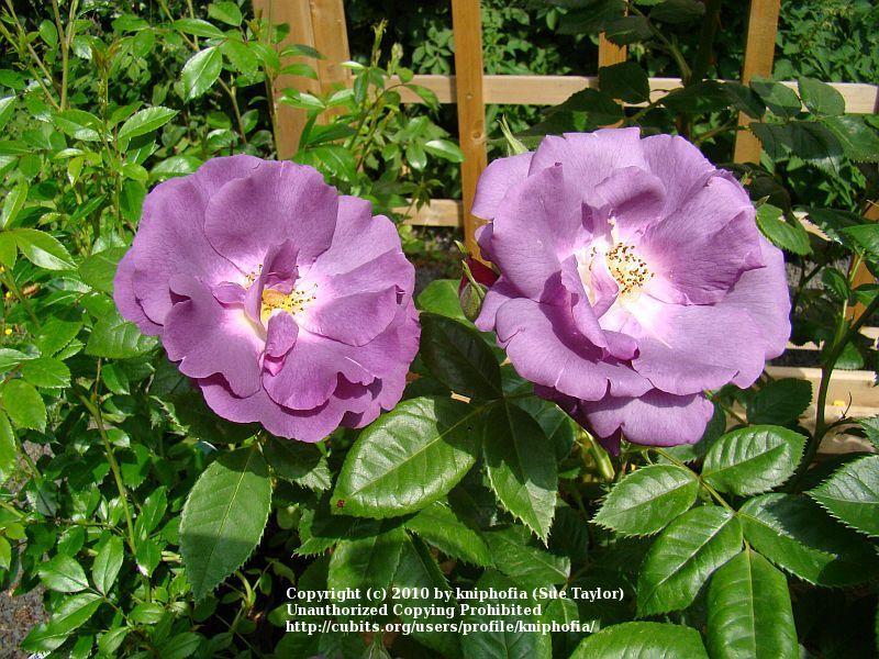 Photo of Rose (Rosa 'Rhapsody in Blue') uploaded by kniphofia