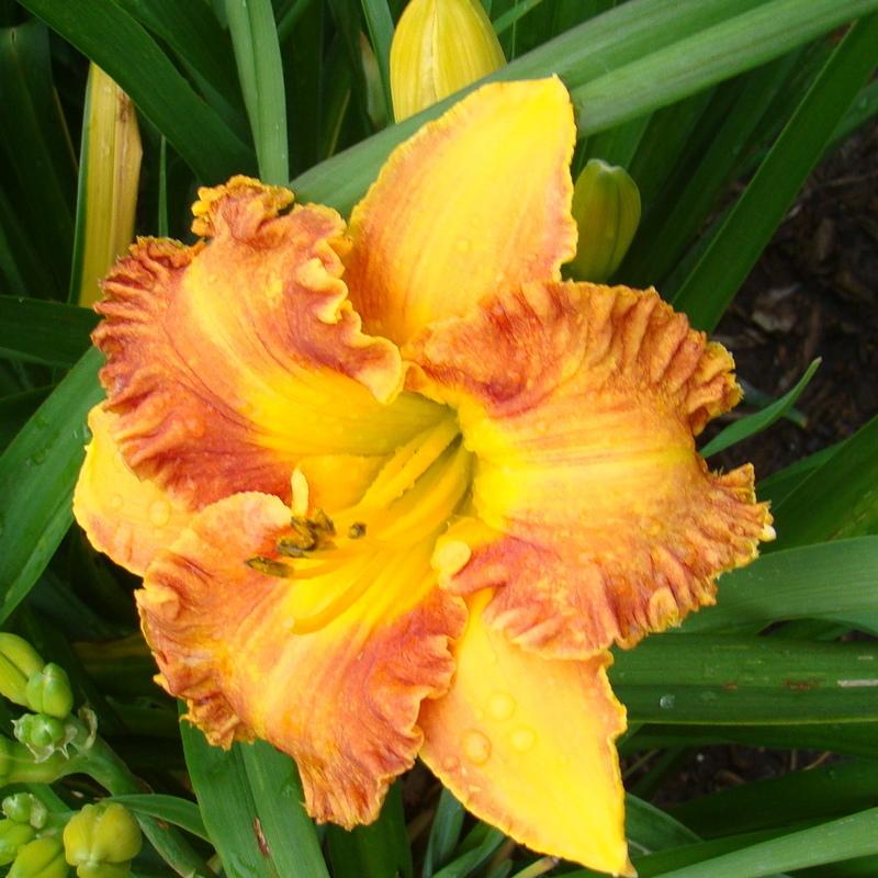 Photo of Daylily (Hemerocallis 'Rags to Riches') uploaded by stilldew