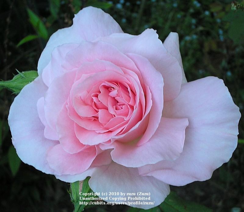 Photo of Rose (Rosa 'Bridal Pink') uploaded by zuzu