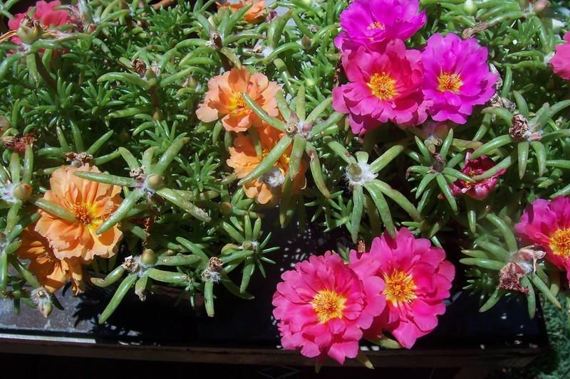 Photo of Moss Rose (Portulaca grandiflora) uploaded by Boopaints