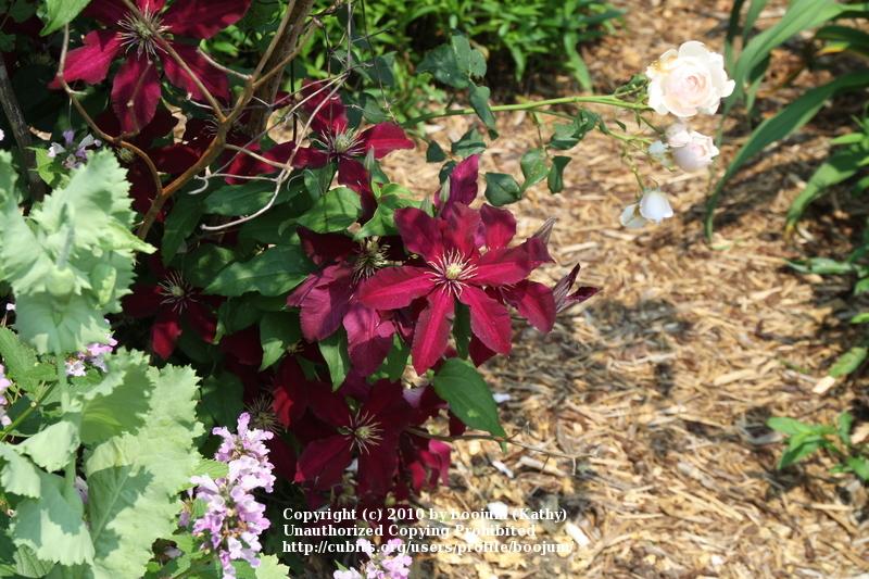 Photo of Clematis 'Niobe' uploaded by boojum
