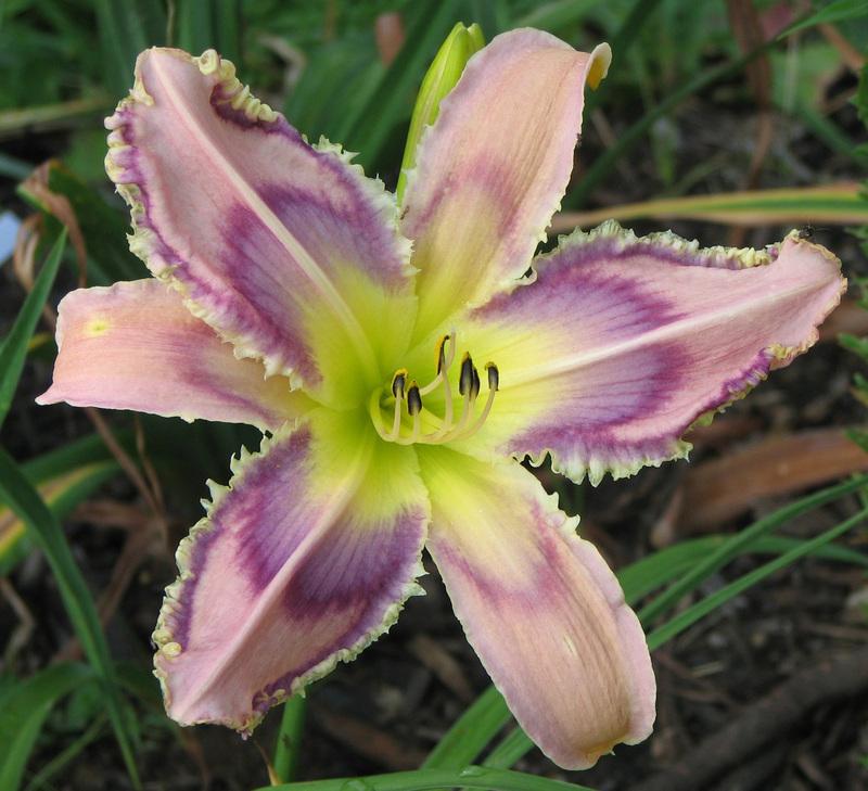Photo of Daylily (Hemerocallis 'Entwined in the Vine') uploaded by mlt