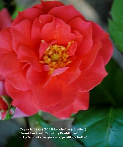 Photo of Floribunda Rose (Rosa 'Cinco de Mayo') uploaded by chelle