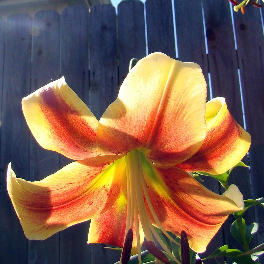 Photo of Lily (Lilium 'American West') uploaded by stilldew