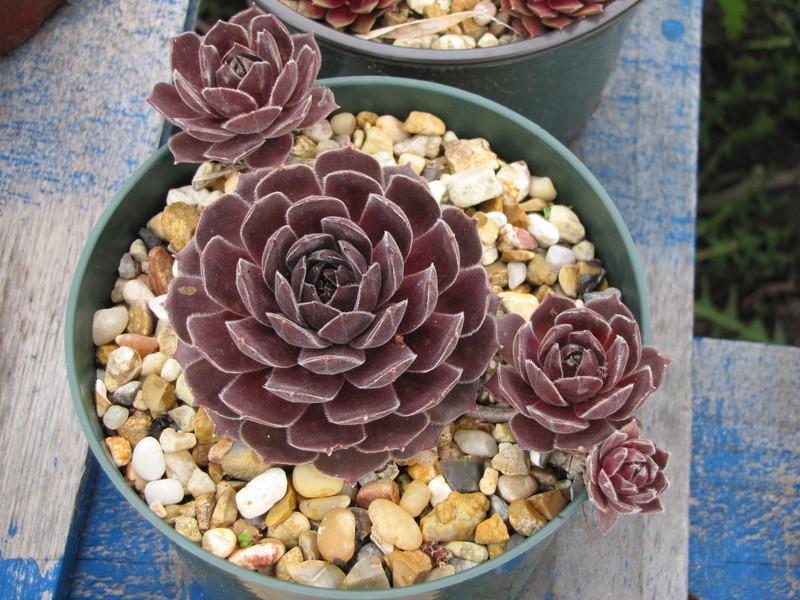 Photo of Hen and Chicks (Sempervivum 'Exorna') uploaded by colormyworld