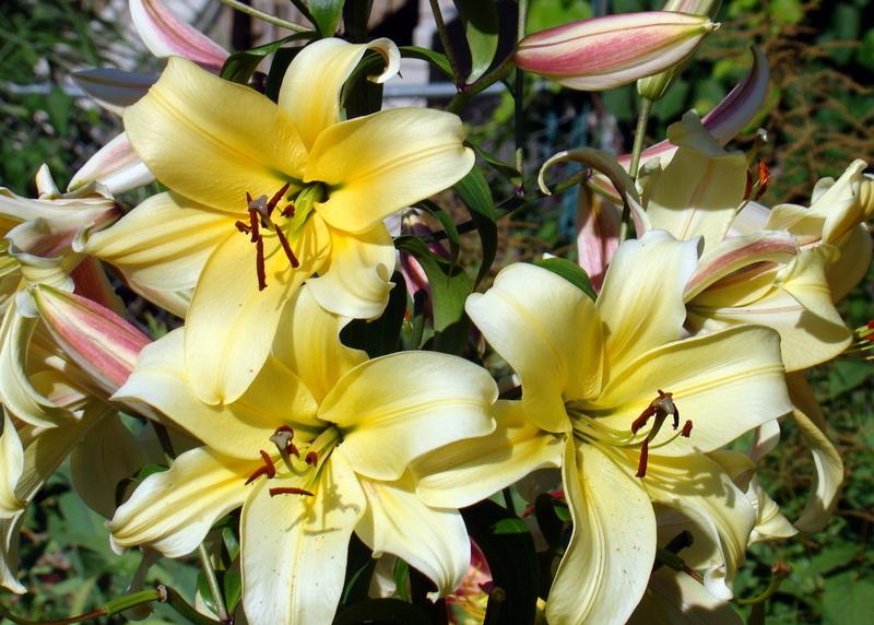 Photo of Lily (Lilium 'Orania') uploaded by stilldew
