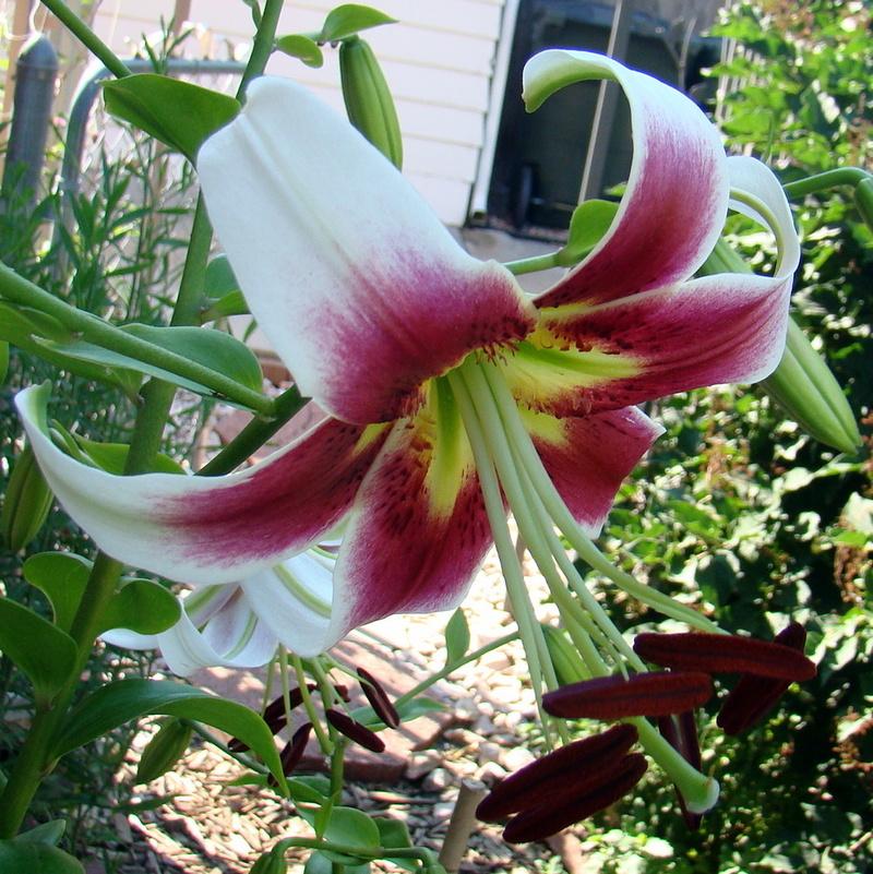 Photo of Lily (Lilium 'Leslie Woodriff') uploaded by stilldew