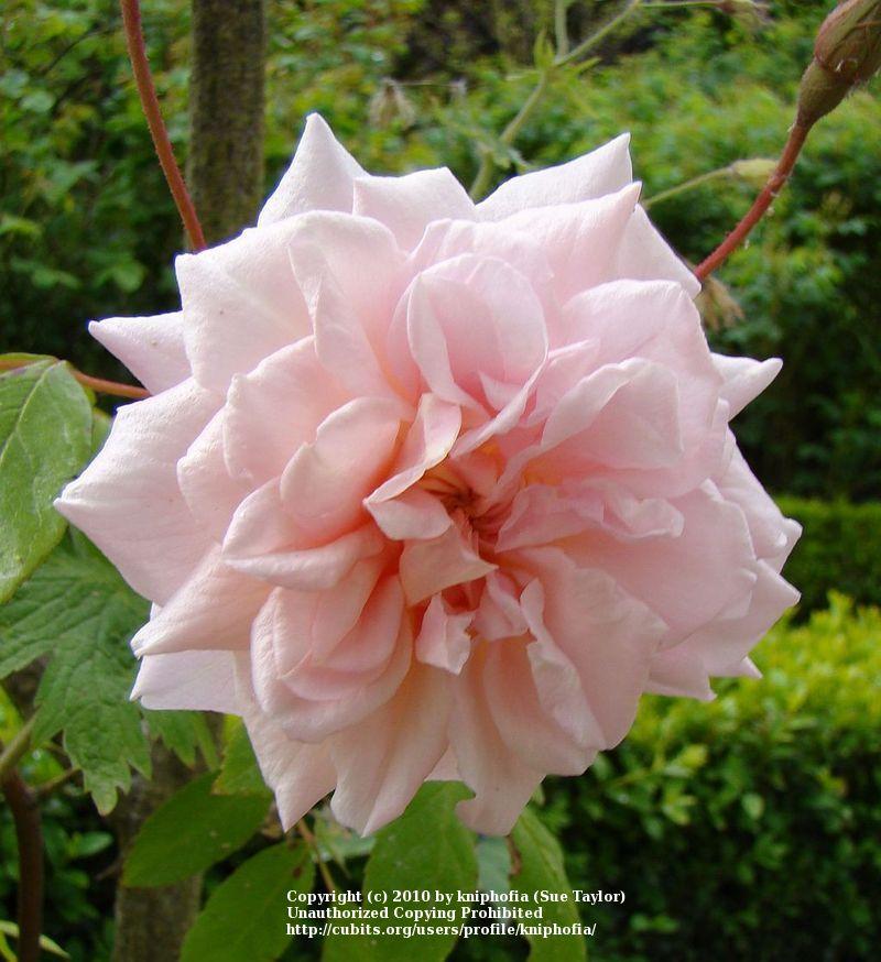 Photo of Climbing Polyantha Rose (Rosa 'Cecile Brunner, Cl.') uploaded by kniphofia