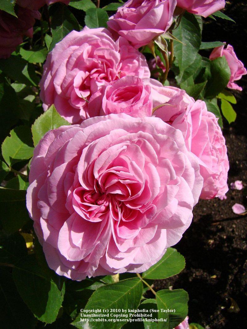 Photo of Rose (Rosa 'Gertrude Jekyll') uploaded by kniphofia