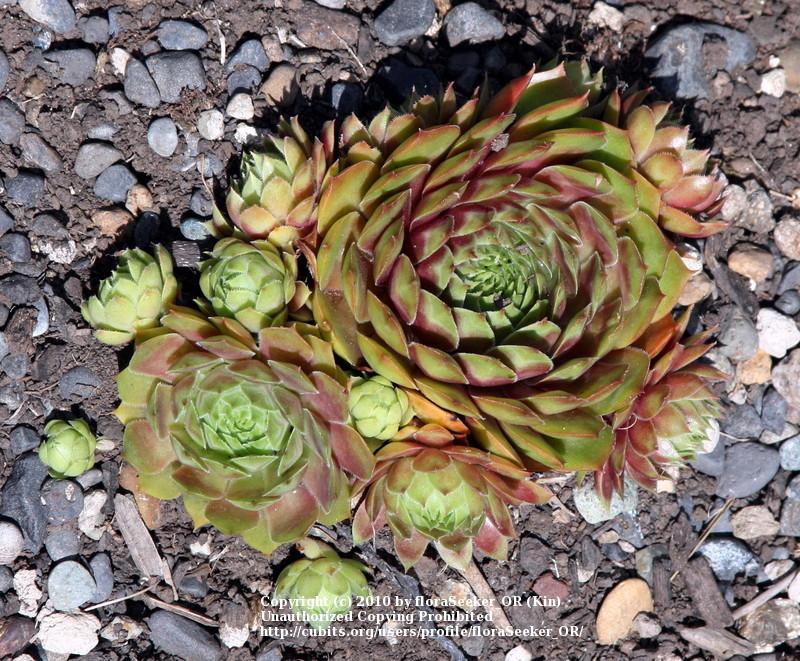 Photo of Hen and Chicks (Sempervivum 'Gay Jester') uploaded by floraSeeker_OR