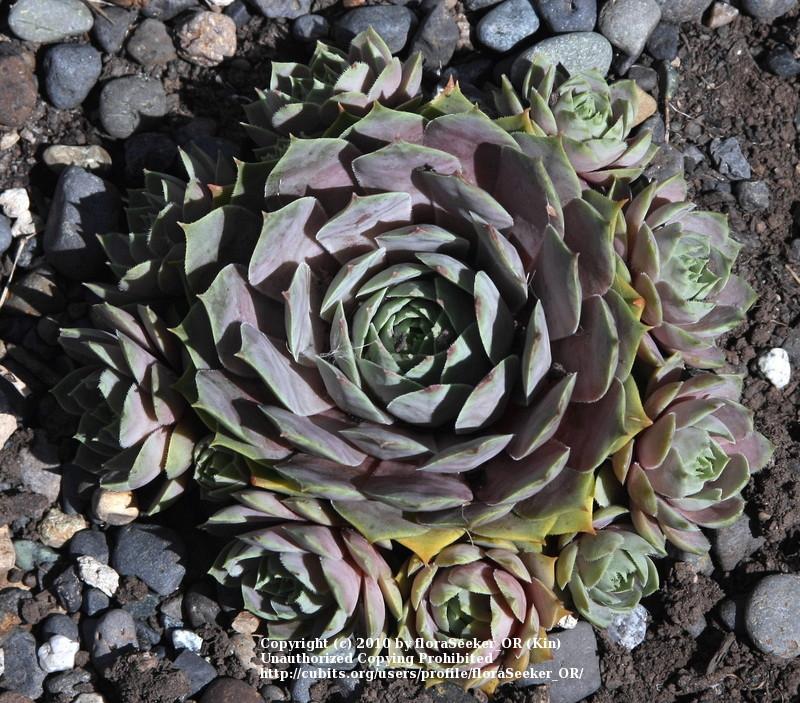 Photo of Hen and Chicks (Sempervivum 'Lilac Time') uploaded by floraSeeker_OR