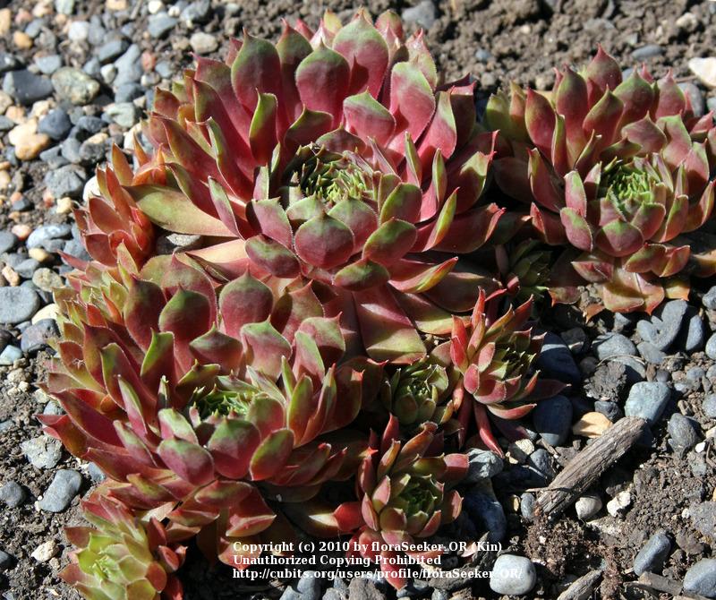 Photo of Hen and Chicks (Sempervivum 'Fuego') uploaded by floraSeeker_OR
