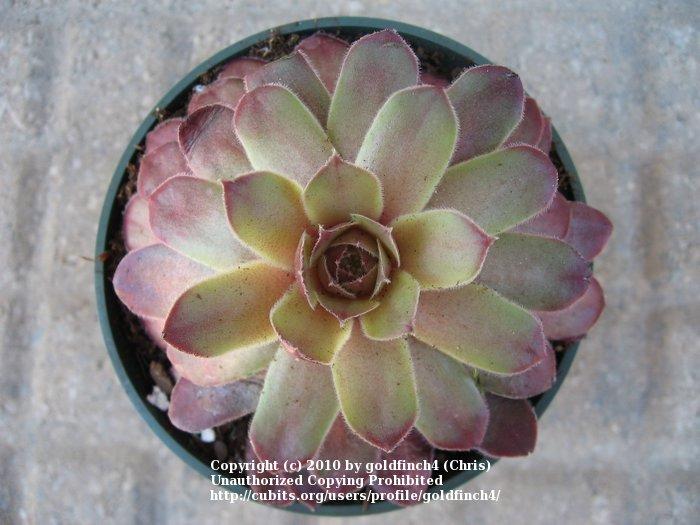 Photo of Hen and Chicks (Sempervivum 'Mercury') uploaded by goldfinch4