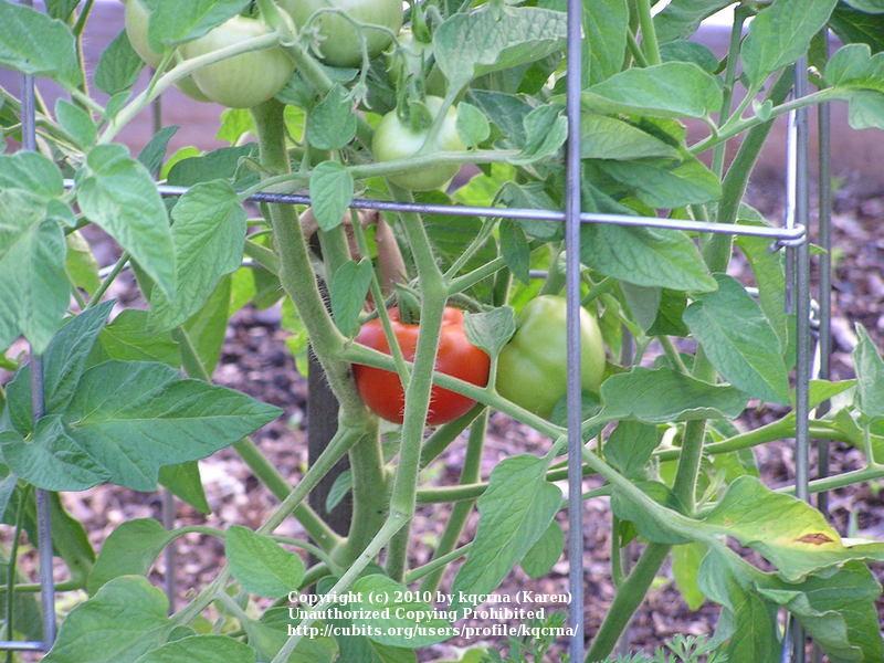 Photo of Tomatoes (Solanum lycopersicum) uploaded by kqcrna