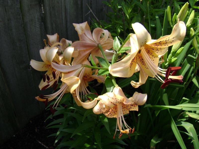 Photo of Lily (Lilium 'Zeus') uploaded by TwinLakesChef