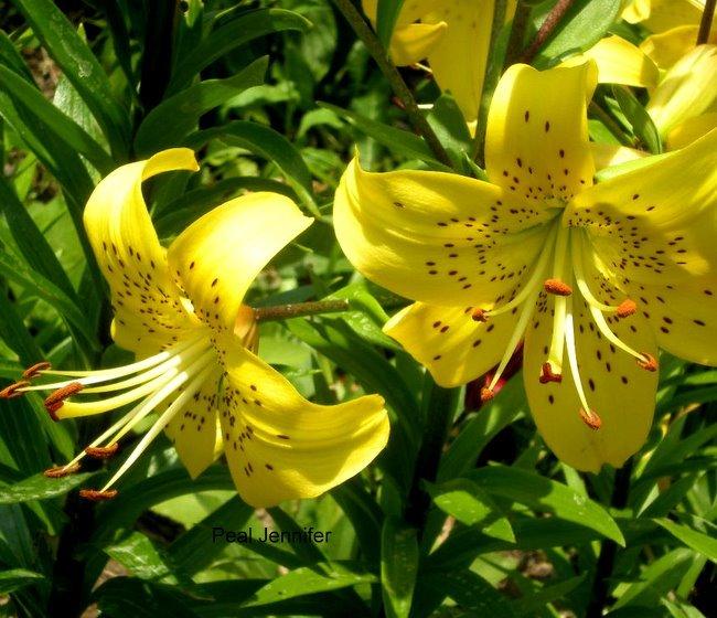 Photo of Lily (Lilium 'Pearl Jennifer') uploaded by ge1836