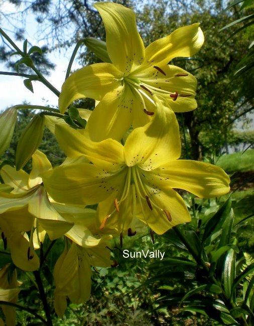 Photo of Lily (Lilium 'Sun Valley') uploaded by ge1836