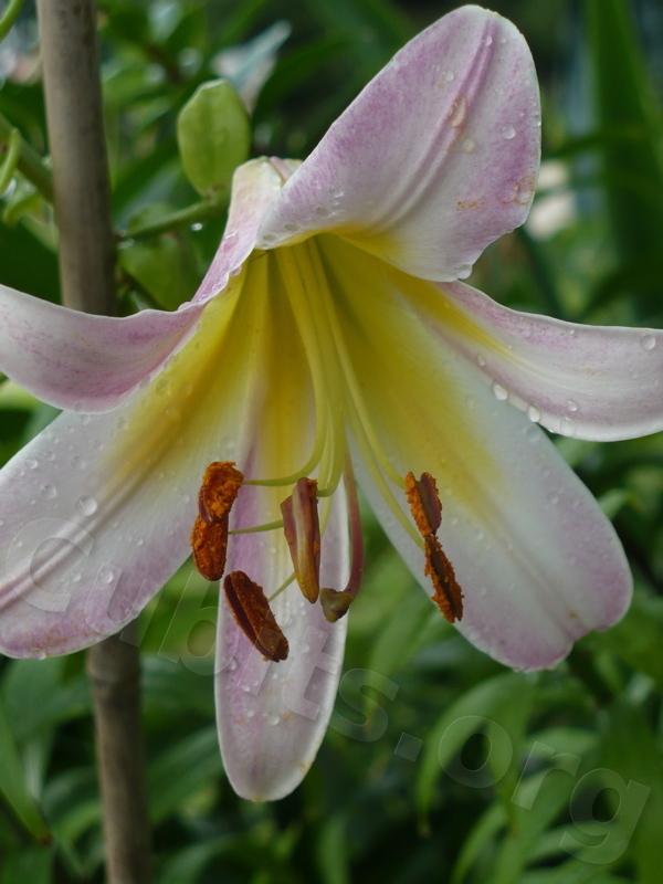 Photo of Lily (Lilium 'Lavender Frost') uploaded by magnolialover