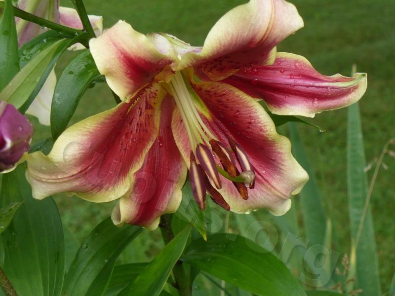 Photo of Lily (Lilium 'Holland Beauty') uploaded by magnolialover