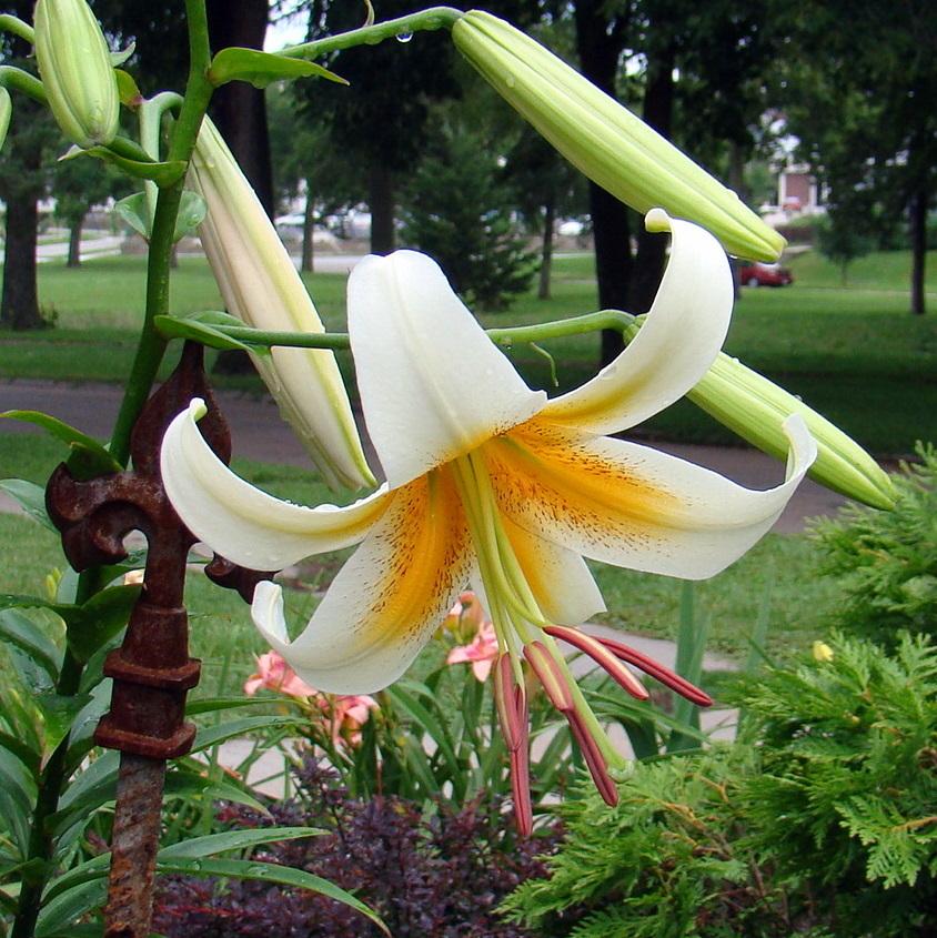 Photo of Lily (Lilium x kewense 'White Henryi') uploaded by stilldew