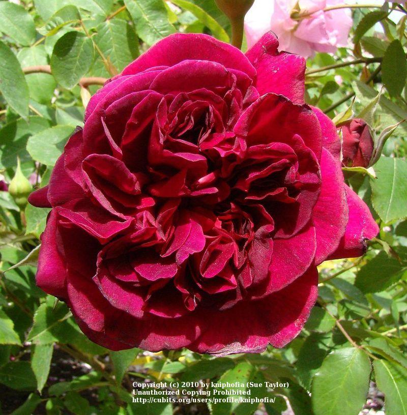 Photo of Rose (Rosa 'William Shakespeare 2000') uploaded by kniphofia