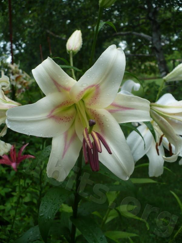 Photo of Lily (Lilium 'Bonbini') uploaded by magnolialover