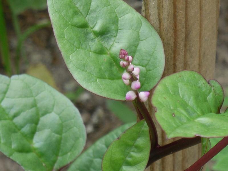 Photo of Malabar Spinach (Basella alba 'Rubra') uploaded by wildflowers