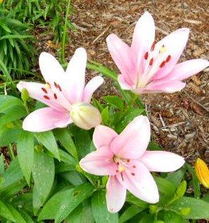 Photo of Lily (Lilium 'Brindisi') uploaded by ge1836