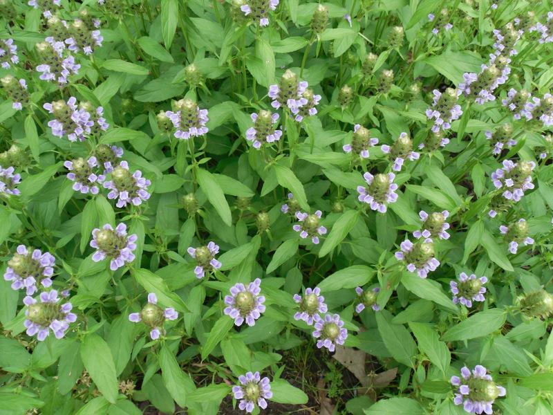 Photo of Self-heal (Prunella vulgaris) uploaded by wildflowers