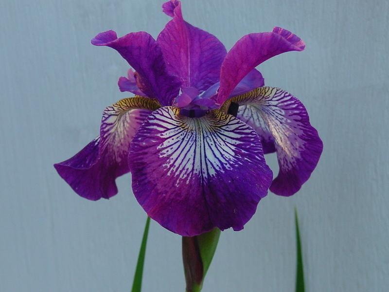 Photo of Siberian Iris (Iris 'Rose Quest') uploaded by BestemorB