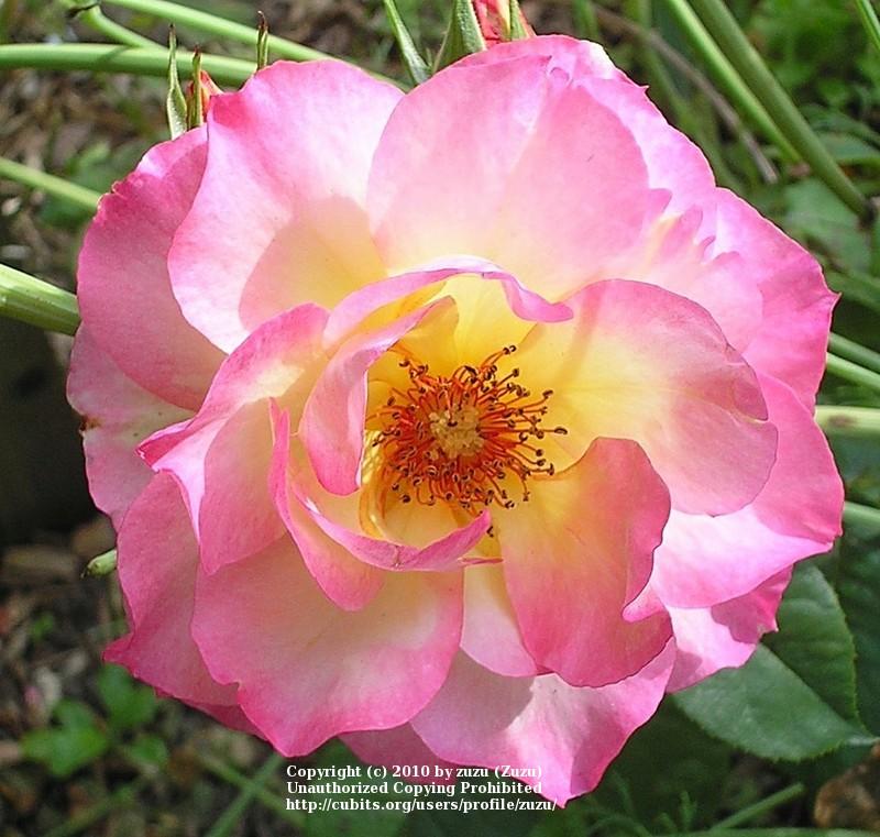 Photo of Rose (Rosa 'Frank's Climber') uploaded by zuzu