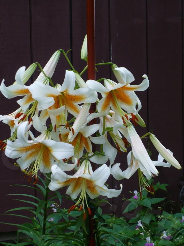 Photo of Lily (Lilium x kewense 'White Henryi') uploaded by magnolialover