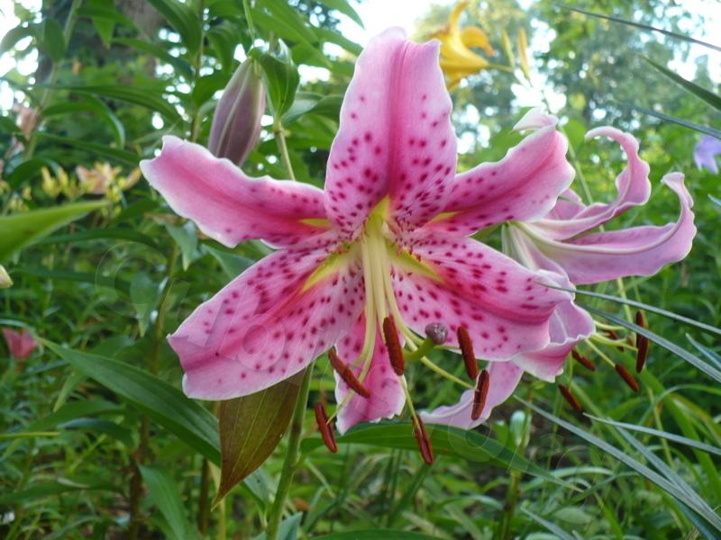 Photo of Lily (Lilium 'Wild Heart') uploaded by magnolialover