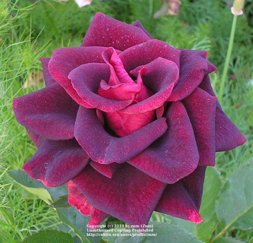 Photo of Rose (Rosa 'Black Beauty') uploaded by zuzu