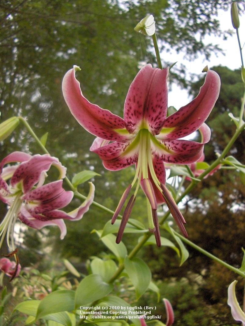 Photo of Lily (Lilium 'Black Beauty') uploaded by tggfisk