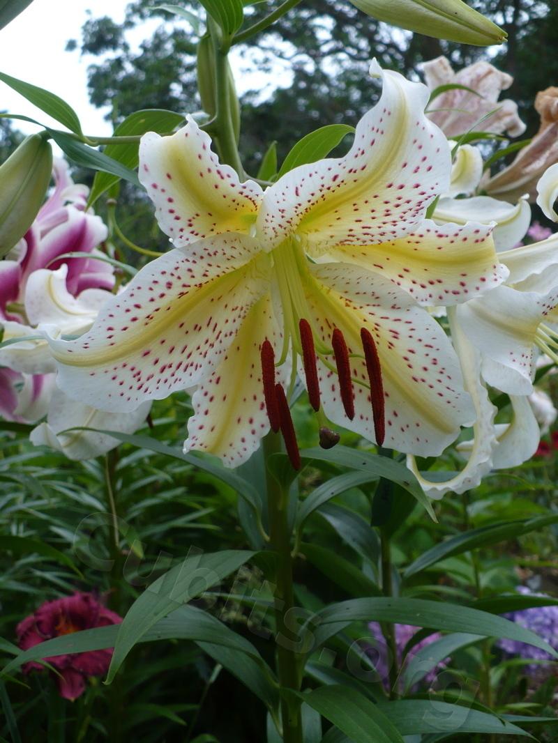 Photo of Lily (Lilium 'Mint Fizz') uploaded by magnolialover