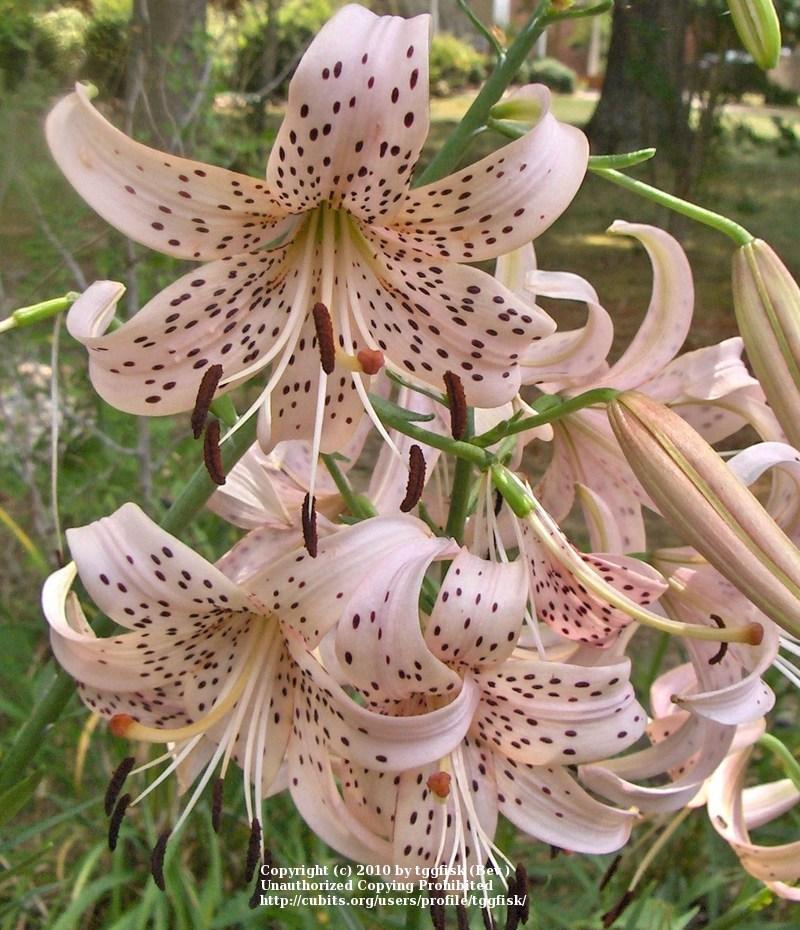 Photo of Lily (Lilium 'Pink Giant') uploaded by tggfisk