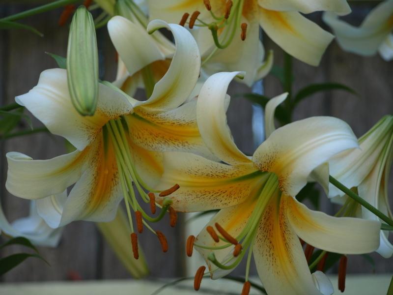Photo of Lily (Lilium x kewense 'White Henryi') uploaded by wickerparker