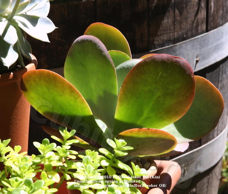 Photo of Flapjacks (Kalanchoe luciae) uploaded by floraSeeker_OR