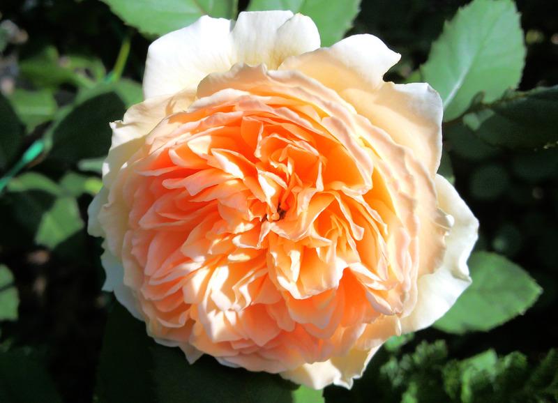Photo of English Shrub Rose (Rosa 'Crown Princess Margareta') uploaded by Tex68