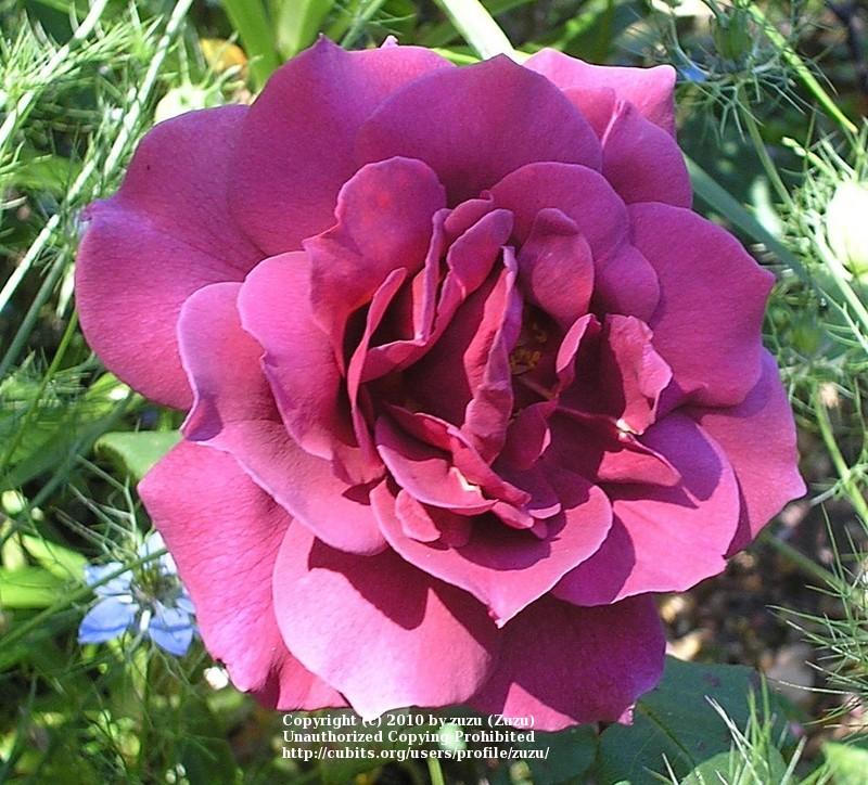 Photo of Rose (Rosa 'Black Tea') uploaded by zuzu