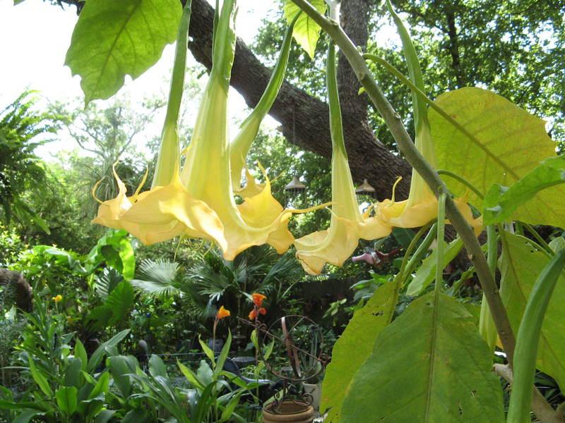 Photo of Angel Trumpet (Brugmansia 'Charles Grimaldi') uploaded by Bubbles